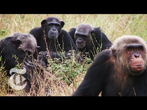 could chimps cook