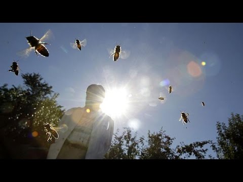 french plan to protect bees under scrutiny