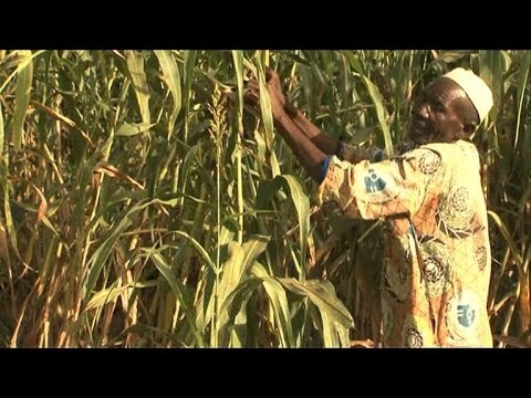 beating back the desert in burkina faso field by field