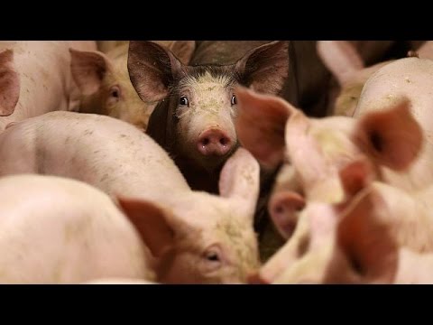 eu called over falling milk and pork prices