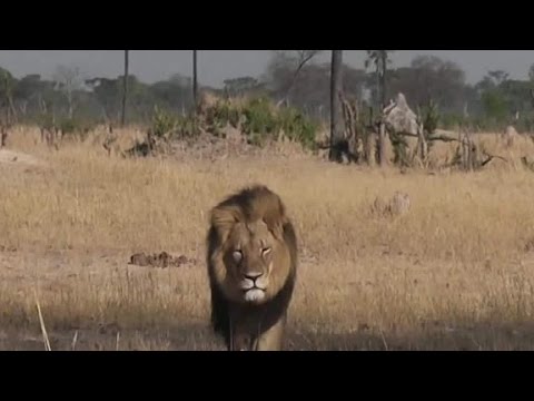 lion killer breaks his silence