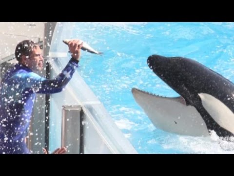 cancels killer whale shows based on custom