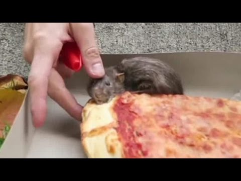 a new pizza rat takes