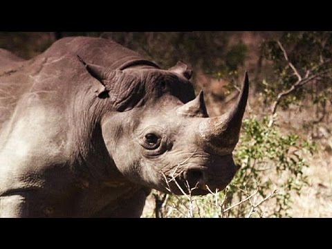 lifts ban on domestic rhino horn trade