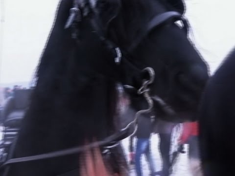 romanian horses receive epiphany blessing