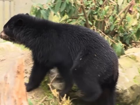 bears get box of treats