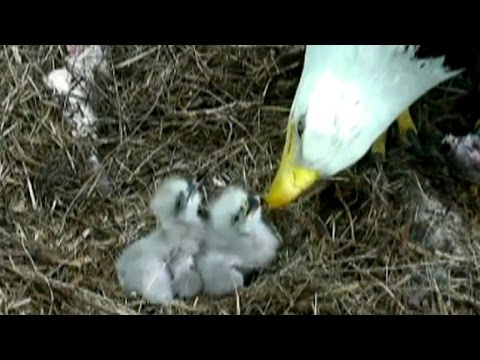 baby bald eagles hatch