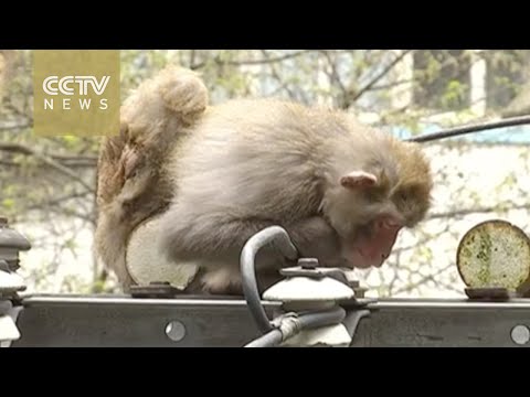 footage monkey gets electric shock gets rescued