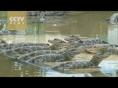 18 chinese alligators released into wild