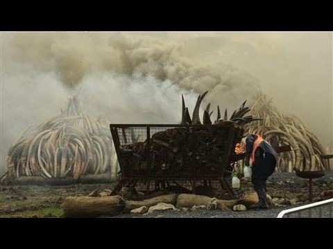 ivory in protest of elephant poaching