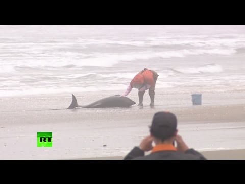 150 dolphins stranded in japan rescue op ongoing