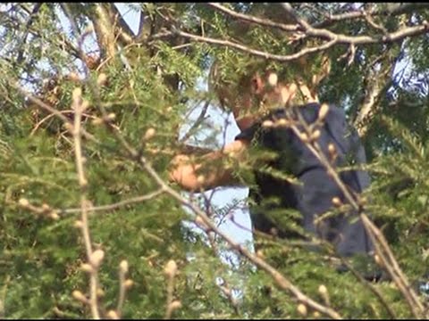 5yearold pennsylvania boy rescued from 30foot tree