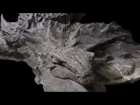 lifelike dinosaur fossil makes public debu