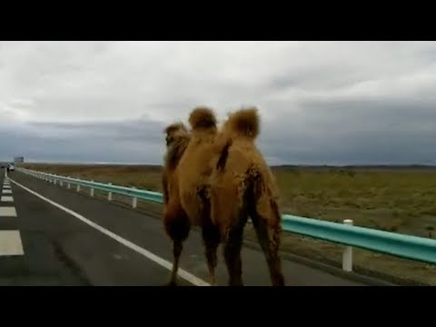 as camels take highway stroll in xinjiang