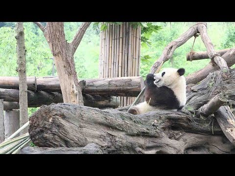 three giant pandas arrive