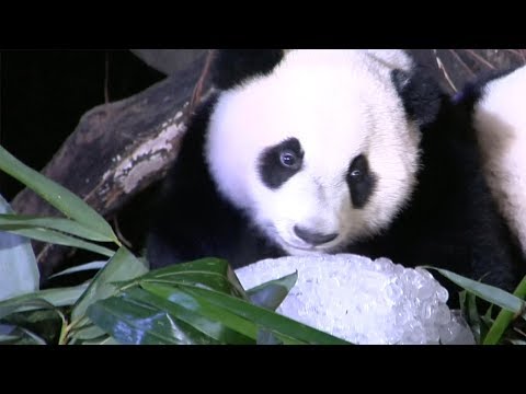 visitors enjoy sleepover with giant pandas