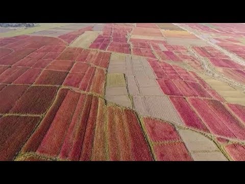 large crop of red quinoa provides beautiful scenery