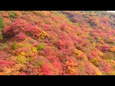 red leaves add warmth to the landscape