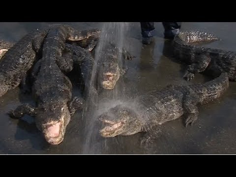 over 13000 chinese alligators