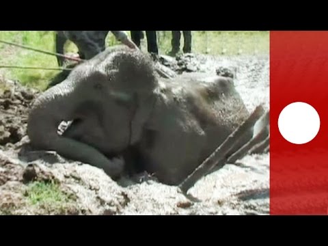 elephant trapped in metredeep mud