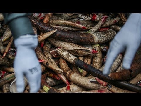 asia’s role in ending illegal ivory trade