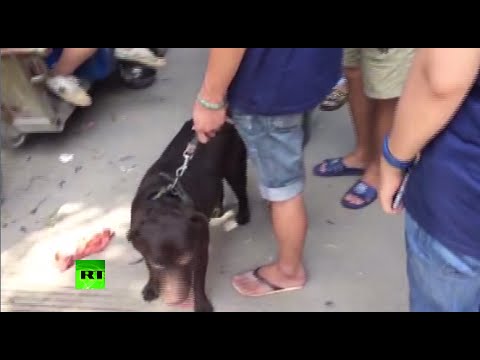 chinas barbaric yulin dog meat festival preparations