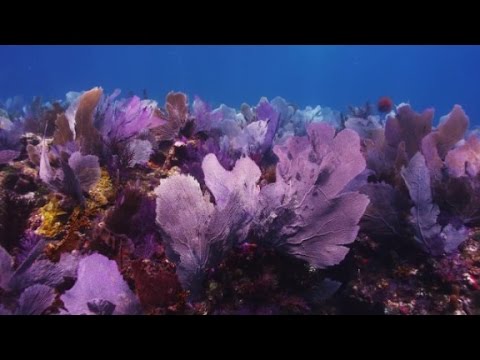 coral gardens could save ocean life