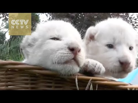 basket of rare white lions bask in the sun