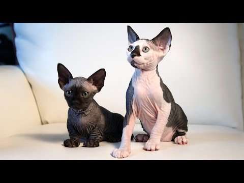 meet the hairless sphynxiebob and bambob