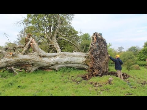 uprooted tree reveals 1000yearold skeleton