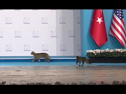 cats stroll g20 summit venue during live transmission