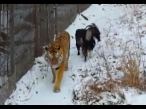 tigergoat spark up unlikely friendship