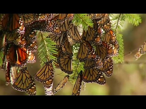 thousands of orange and black monarch butterflies have started