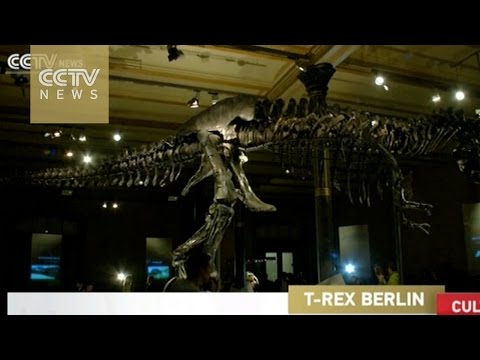 displays original trex skeleton