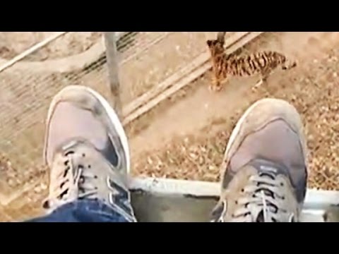 man jumps into zoos tiger den