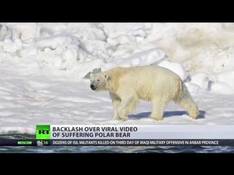 polar bear hit by signal flare unlikely in selfdefense